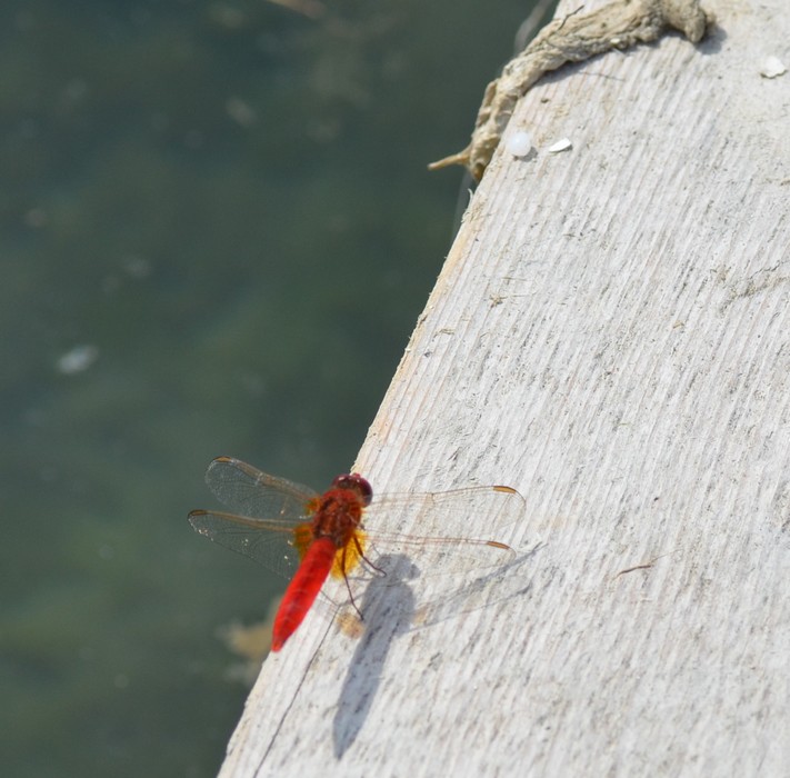 Crocothemis erythraea alla Piallassa Piomboni 2